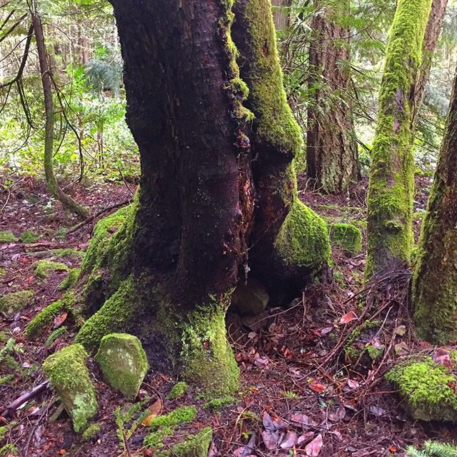 Breathing the green fresh forest in